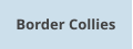 Border Collies
