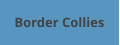 Border Collies